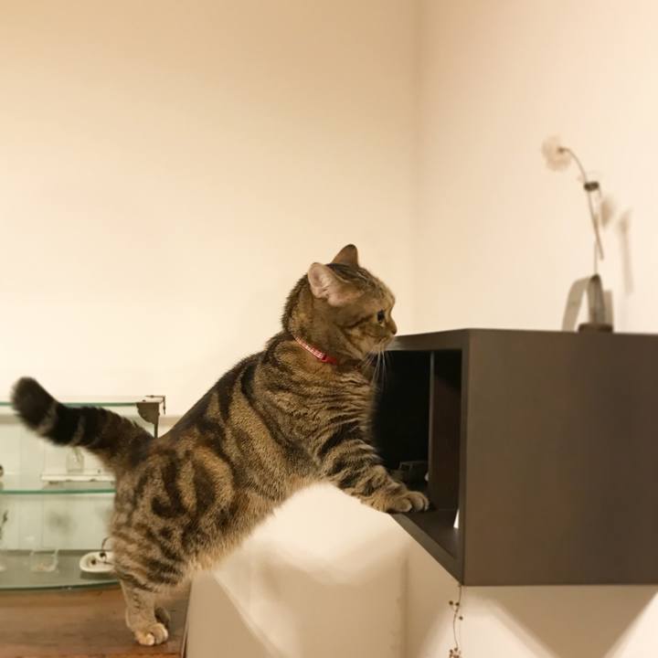 15a4ea7d 1781 46b7 a1ea b9a6f9ff1a1a 1511617733185