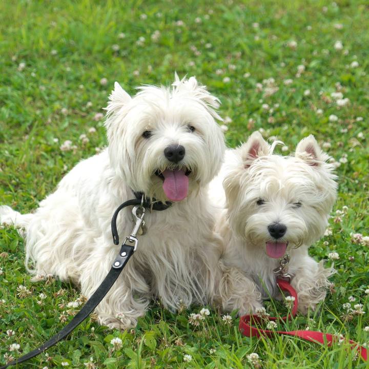 15a68286 5ca4 4100 9fb6 20571c88a2bc 1527377131961