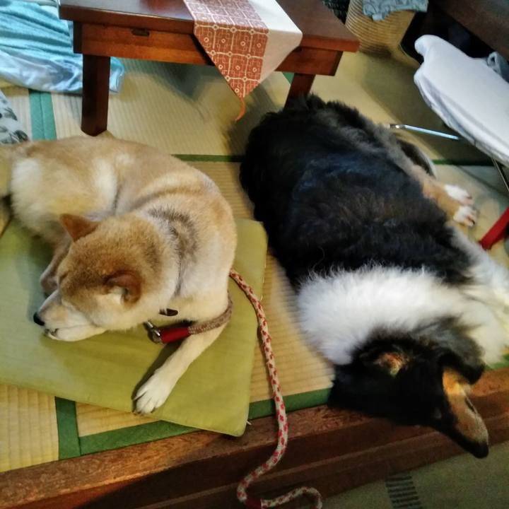 15a70341 93cd 4ab0 b8d4 a57bdebc3991 1533735124819