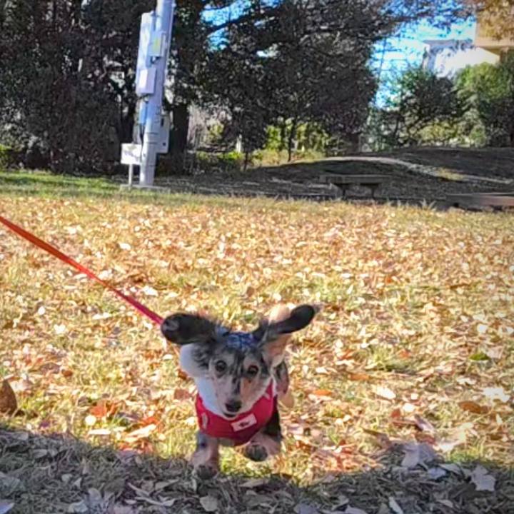 15a82d1c 2b22 4330 a0d3 9ada2c90a4a0 1732842286238