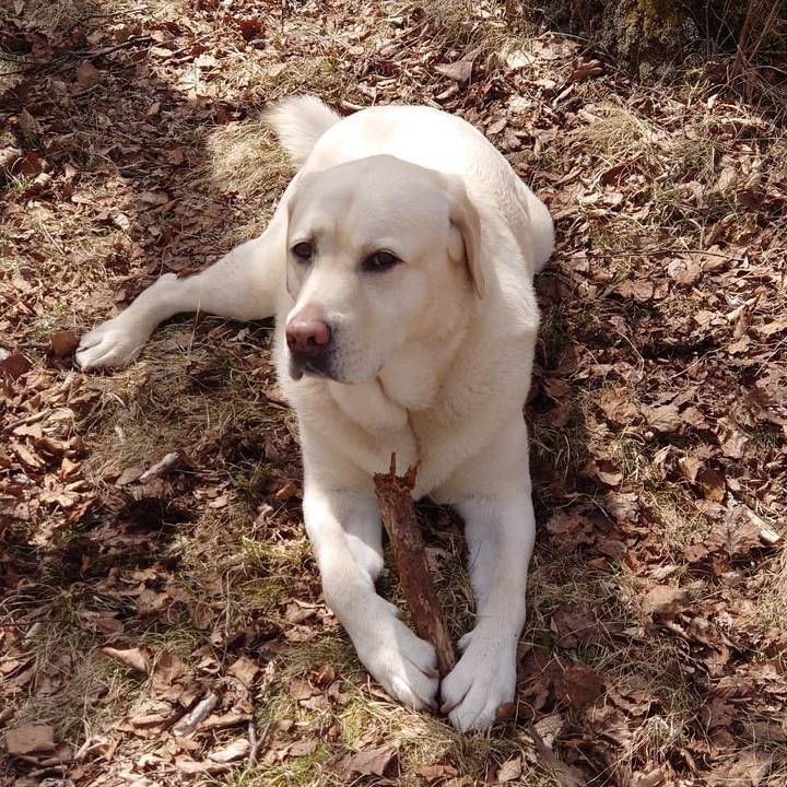 15a82ff8 73ae 4d69 9504 94631b966bb5 1617165747753