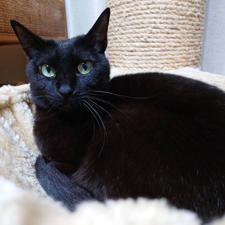 15a97ed6 2d4e 48e5 93fe 9e008a87c0d5 1762260408222