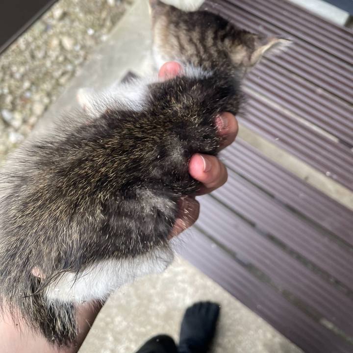 15abcd4e 3206 4adf a85d a50747267922 1720032192453