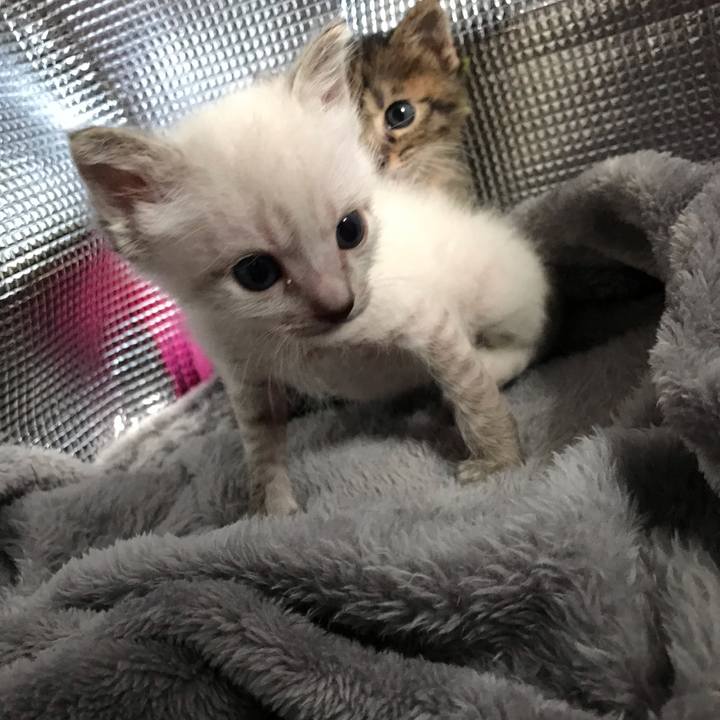 15ac0560 33c6 4015 9c24 ef0e8696d8e2 1556610602971