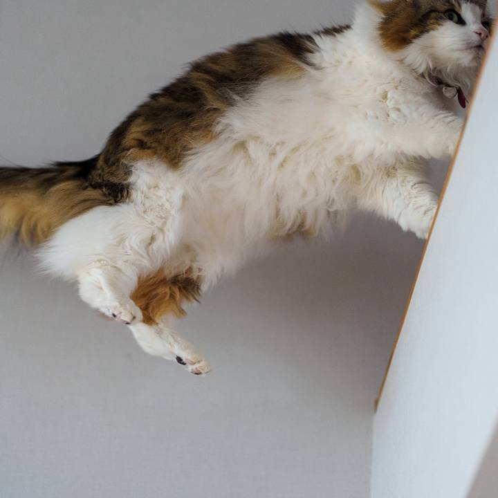 15aea40d 85a8 42de a7ce 40f31c4ec8f6 1710909934770