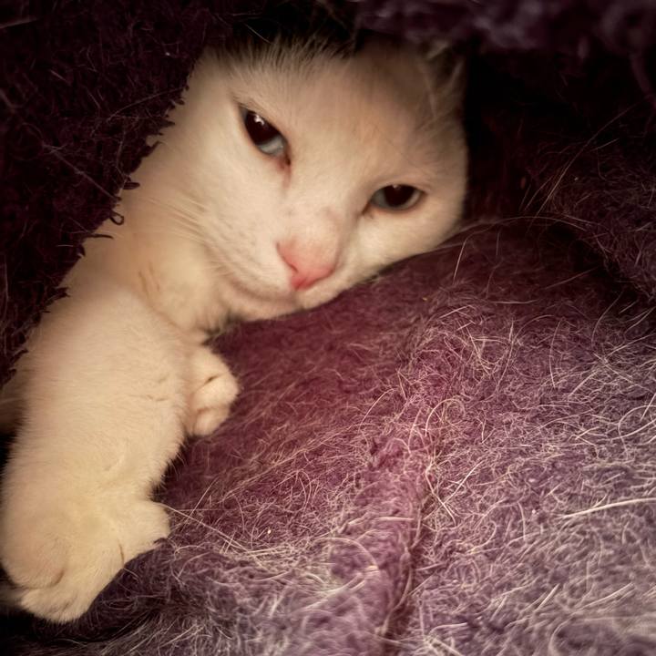 15afd6ca be13 4499 99f2 1786d1c73577 1767331711895