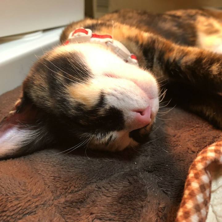 15aff1d7 4741 401e 819c cc1ca364469e 1545392057043