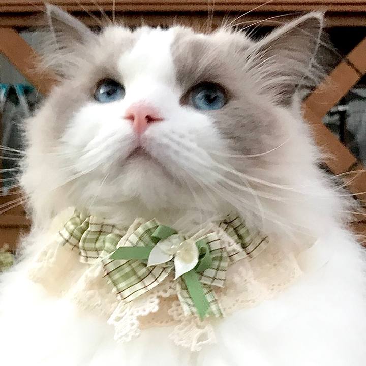 15b66ba5 bb4e 4e62 8b42 9d16a8c747e7 1603529854458