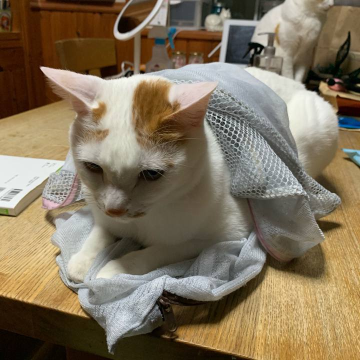 15b6b58e 9860 4b9a b7db d51f29bcb822 1615046819014