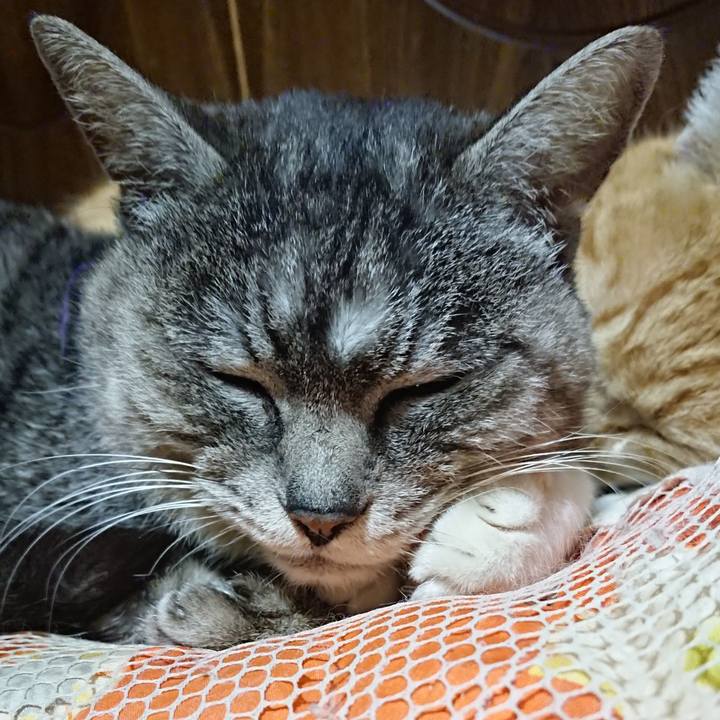 15b75cb0 1209 4083 87f3 f92ff4d484ed 1584190839291