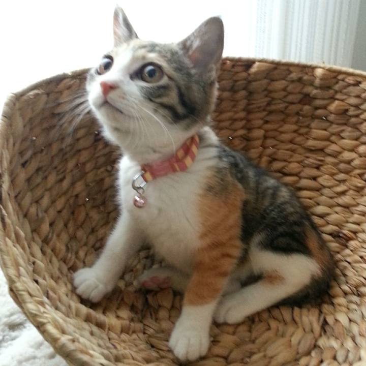 15babd4f b5b9 4b85 bc93 982f671e1685 1544649792678