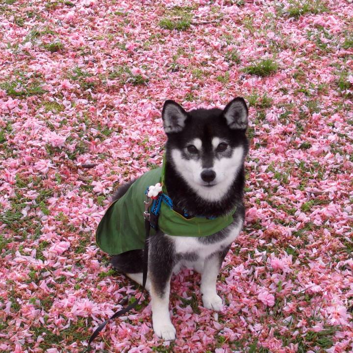 15bc3284 94c7 4642 a135 99d049d69dd5 1589066625307