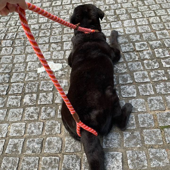 15bdab91 4618 49d0 86bd f9ff245bc6dc 1624231467464