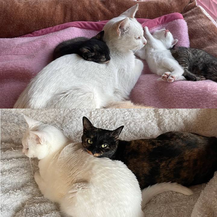 15c2adc0 a0cc 4dcf 88a4 f096da6eafb0 1763795088308