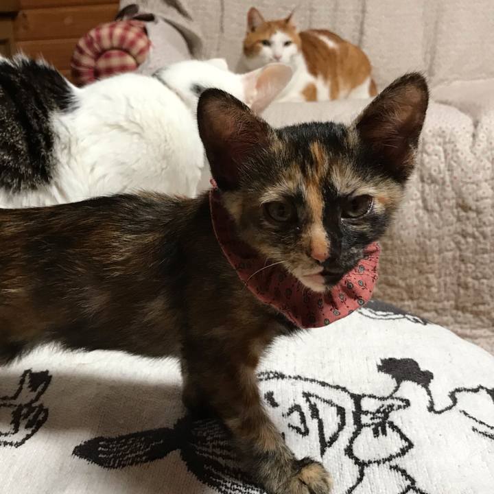 15ca8538 21a9 4a98 943a 167a7a41da95 1598908702652