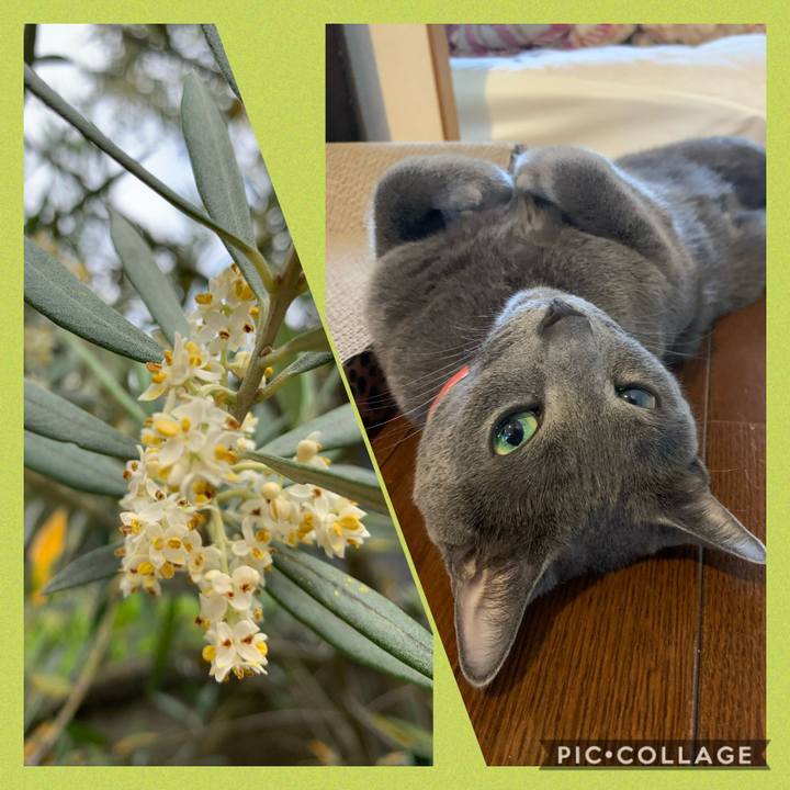 15d0c5c6 33b8 4b9e bcdf ff33fc486b73 1590360113392