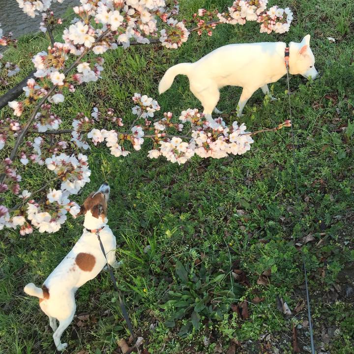 15d0ce42 ecee 48e7 96e6 ad78180b3ed3 1521931571256