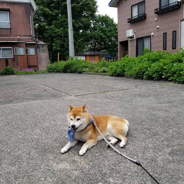 15d10378 70e0 4980 9009 06b18c1ce315 1560065883496