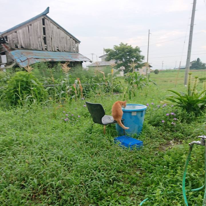 15d366ee eba1 4b9b a51e 870bddf7f89b 1597610141422