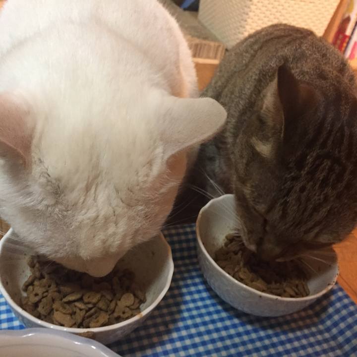 15d99750 f807 4492 941e 6db31ba6b4fe 1517145084743