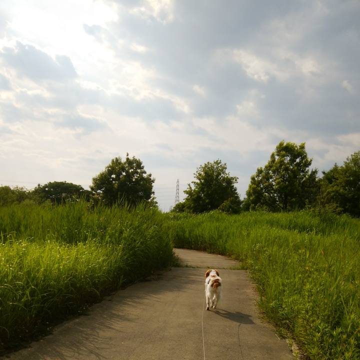 15de1d4b a2ff 43ea 96c5 10d173dc6985 1528360810440