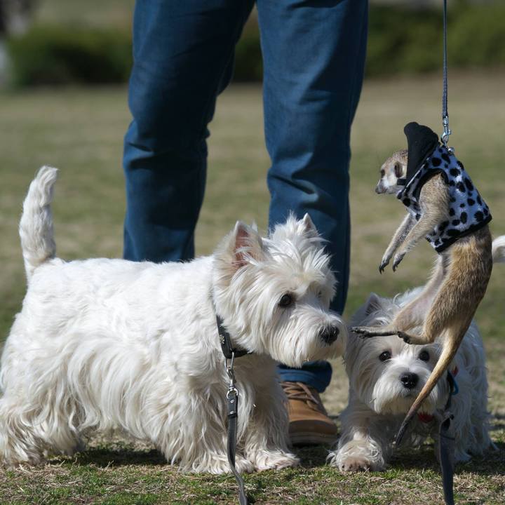 15e21097 26d9 4591 b13f 11e0d654066a 1519995852622