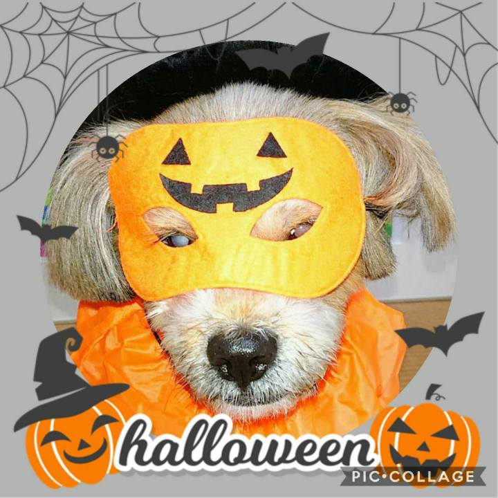 15e2659f d72a 4fdb a5a7 0f526c01fa8d 1604138615141