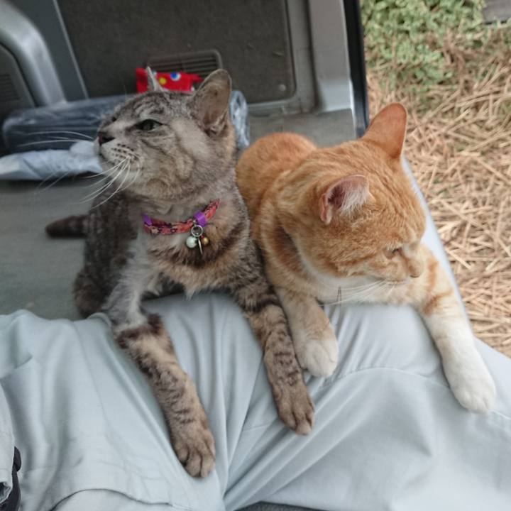 15e34478 c402 4096 96e9 53fc8e73e959 1591954672584