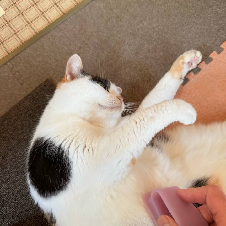 15e6962c 5ac2 4fb8 a101 72f841975ecd 1734574529577