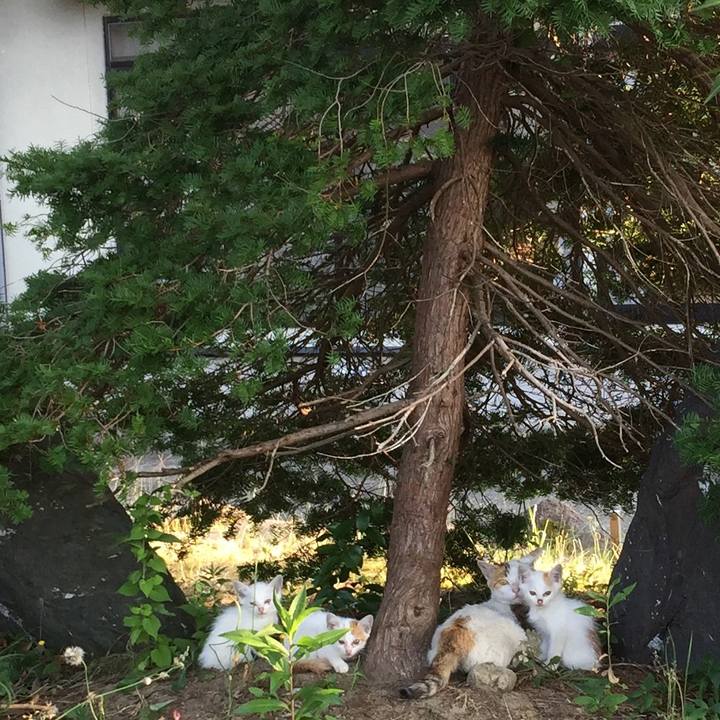 15e6cc14 e443 42bd a961 69008018d84c 1532387759022