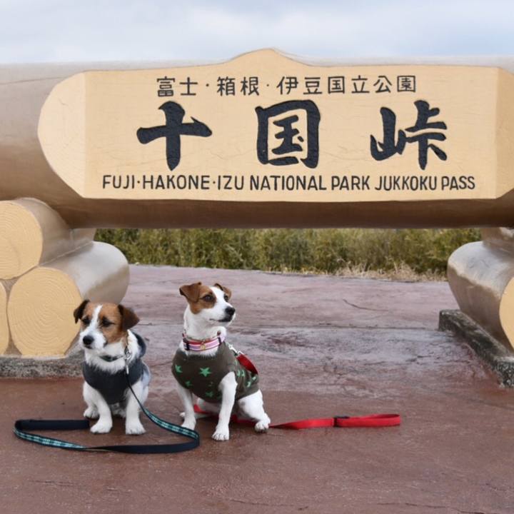 15e6ee05 2595 4552 94fa 77b725a3980d 1514126758067