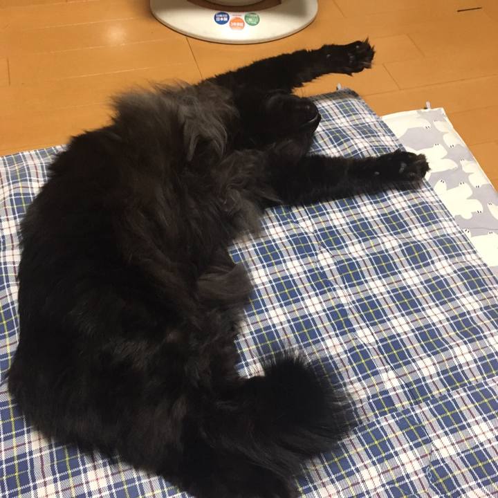 15e8fb5c d6c0 47ff a538 c909e0b2b9e9 1510930249840