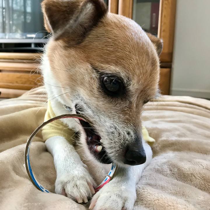 15eae53f e13e 4cfe 9646 719229caf712 1619245819299