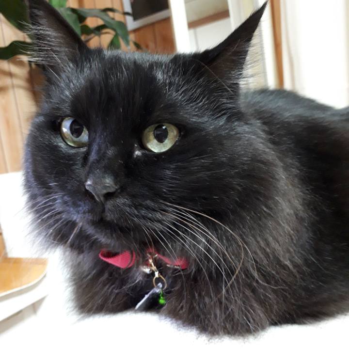 15ee4c64 c029 4bda 9e5b 1440c8a2aa0d 1518898852374