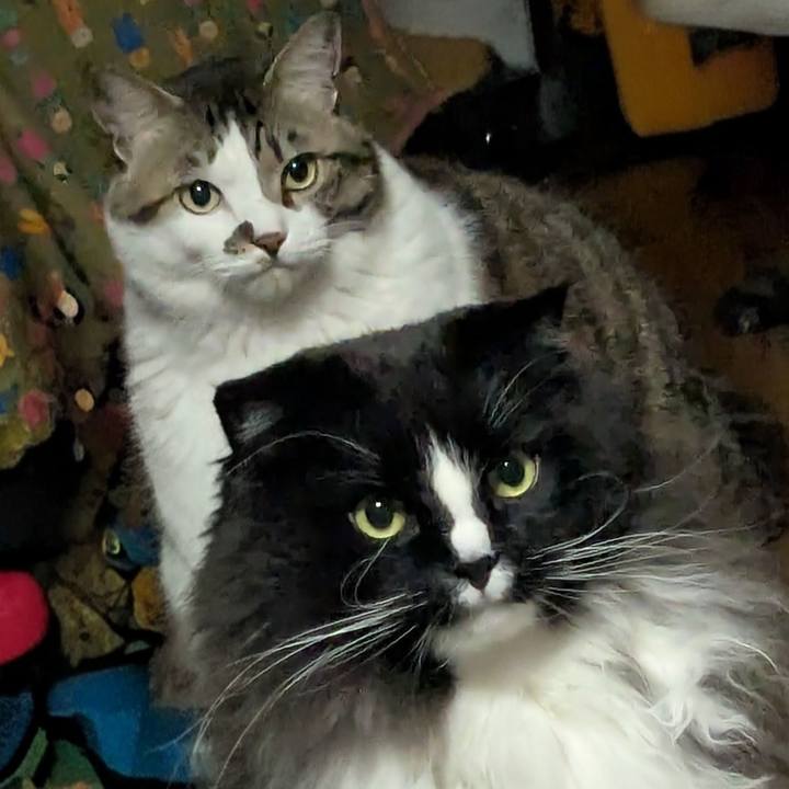 15f0a54e 38df 4406 95f2 4f6925911650 1769583108671