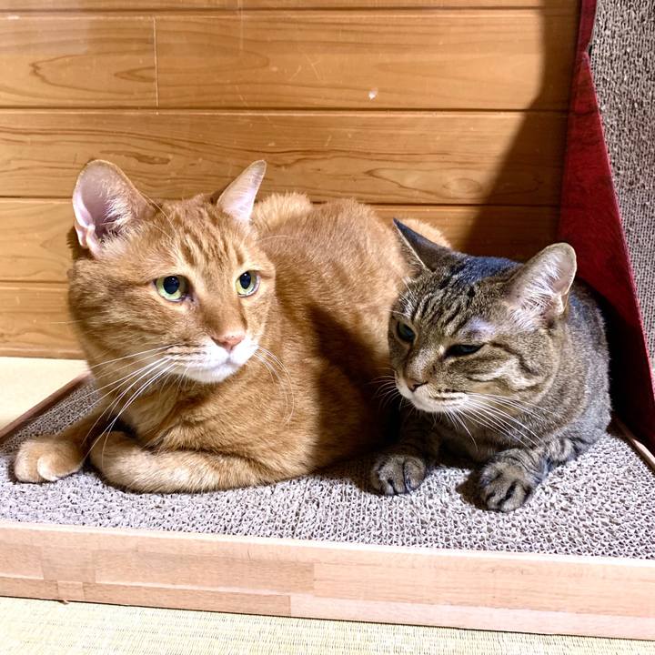 15f0a5a9 129d 4090 8577 edbdf4d03057 1594032078987