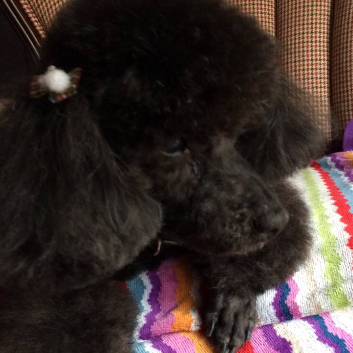 15f0c6fb 413d 4809 a9a0 fb827c0c2392 1544583532918