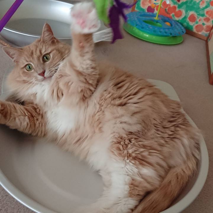 15f19bde 839c 4511 b151 a4c0faeee875 1534383431458