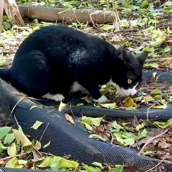 15f30bed abac 423d bb3c ec93264a4f87 1755070130861