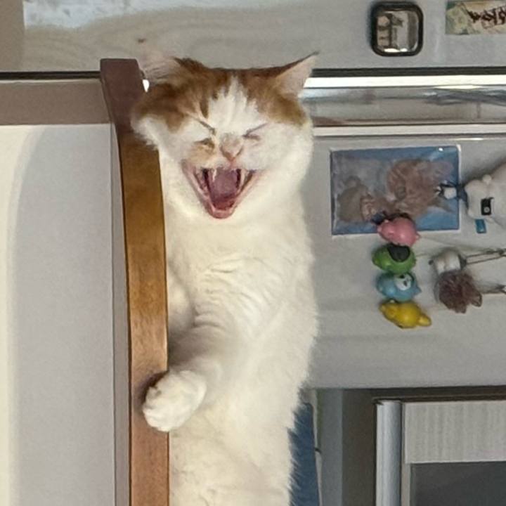 15f34222 a828 4459 8eeb 36a884554bd6 1777074402249