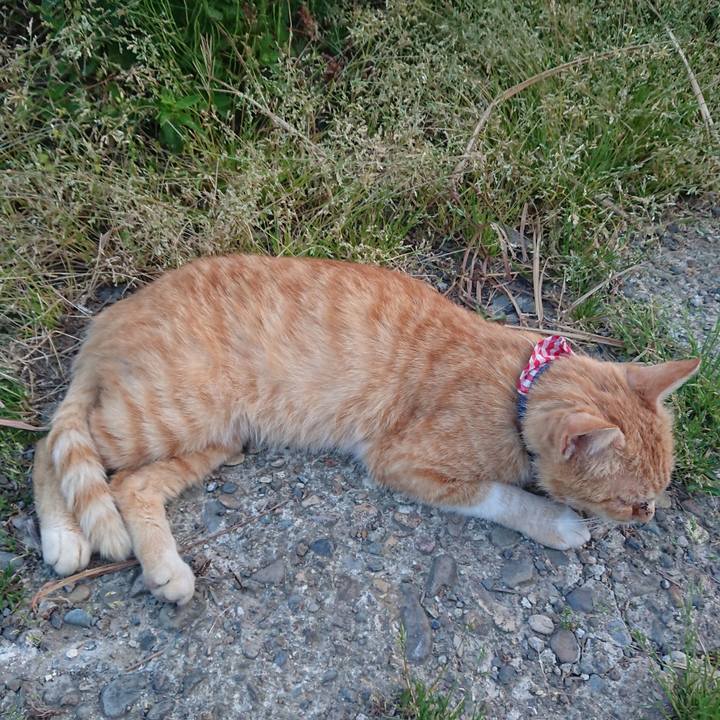 15f43940 c3c4 4744 b2b0 a4a98ec71a7f 1558865806338