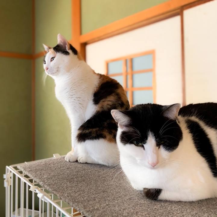 15f4bd70 5a80 4a7b 8521 52092da9c6e9 1586392841299