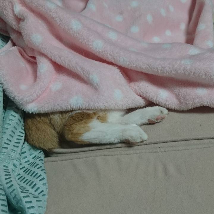 15f960af e77c 4c62 92bd a7a1ea05bd0c 1534513084590