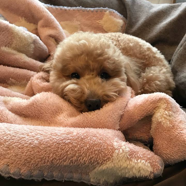 15f96394 9e13 4066 b17e 0a457f1ae0b2 1515976138985