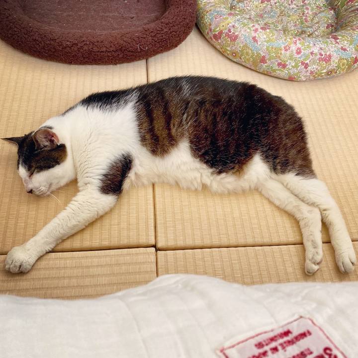 15f9fee2 8608 4036 8875 dbdc4888733a 1596173494168