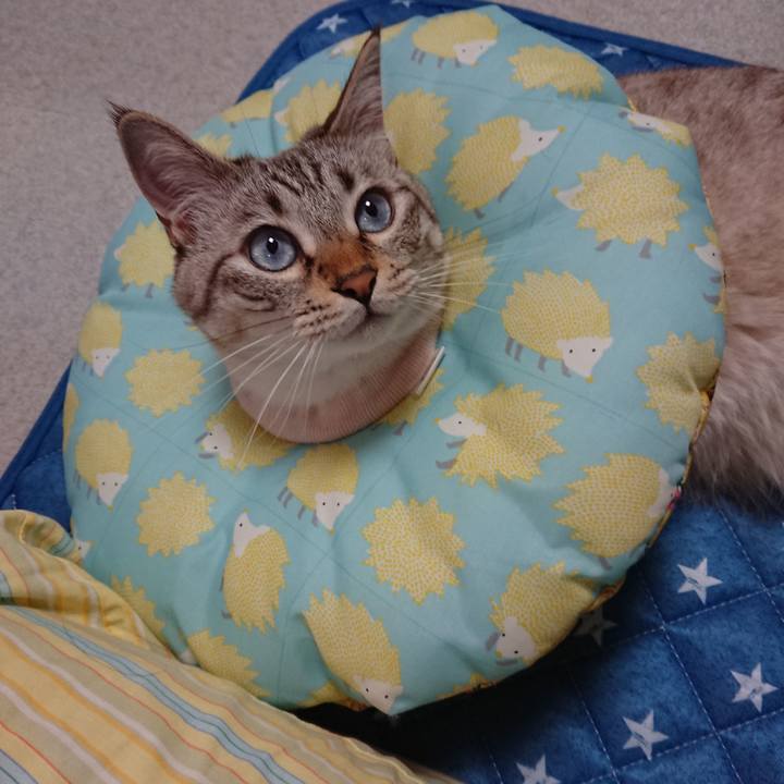 15fa7524 22f1 4866 90c7 3cd7205fd445 1564755926919