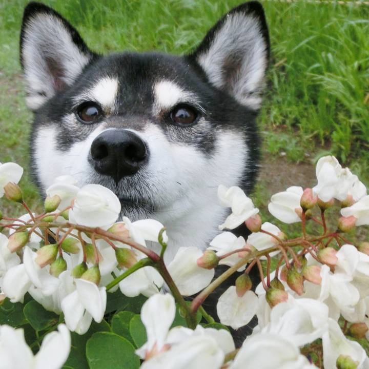 15faf37a f53f 47aa a55f e7e350585d24 1526683853962