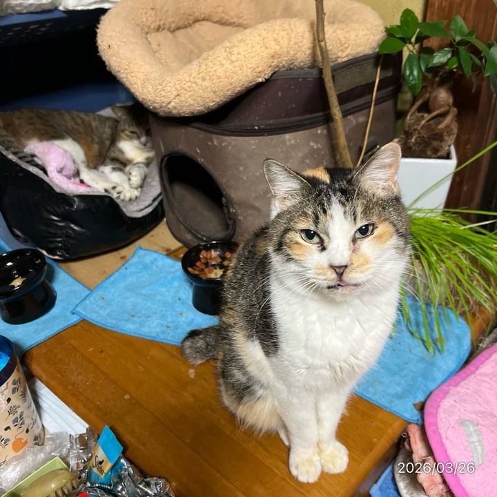 15fc9e0b 44d4 46a2 9266 ba40b268babb 1774477117591