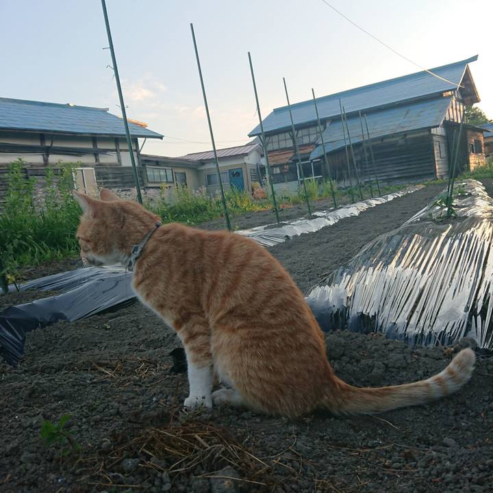 15ff9630 29ac 4d32 99cd e1181664cfe8 1590744999963