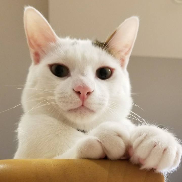 1600e72a e4e1 4719 b4aa fb0903e730bd 1520654562285